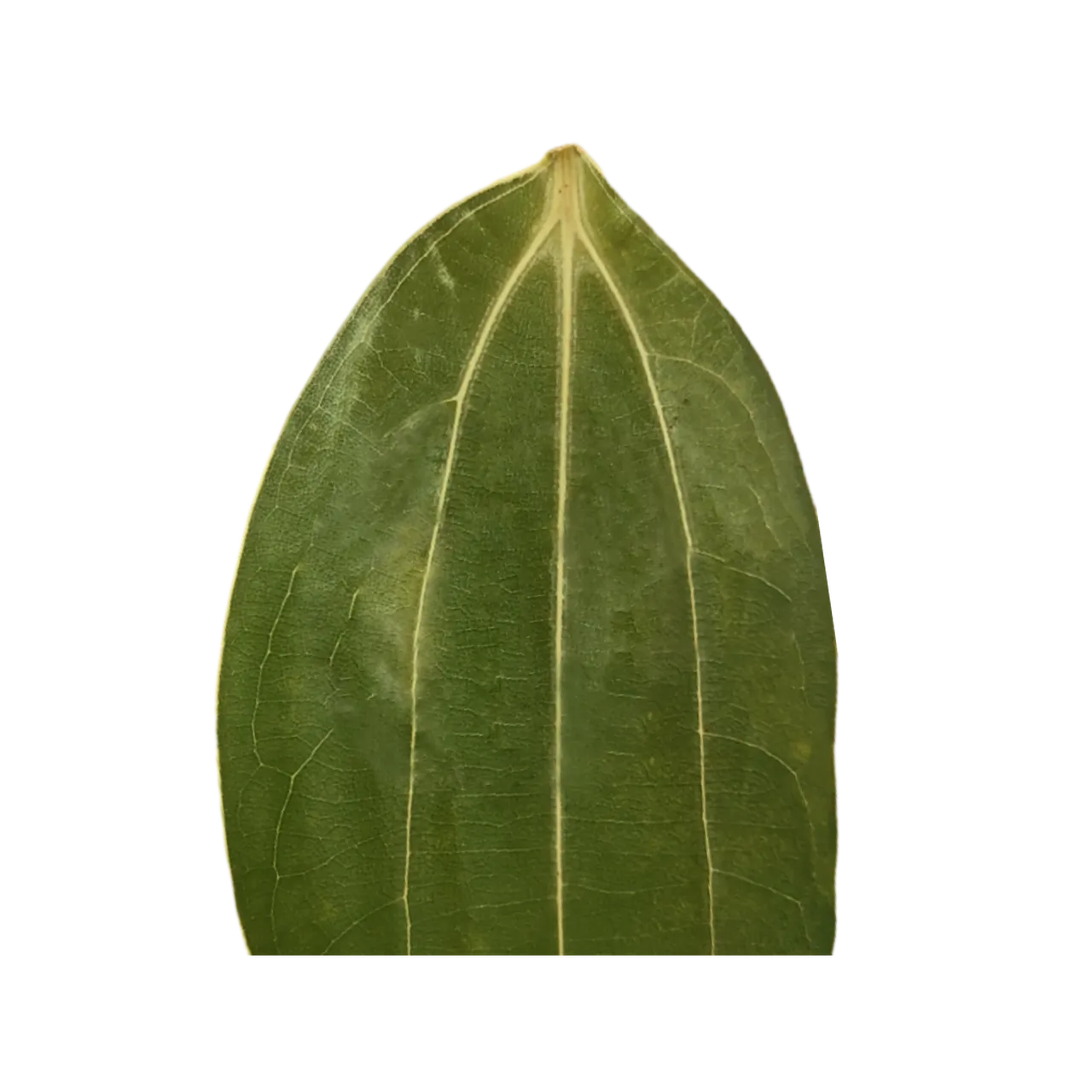 Cinnamon Leaf