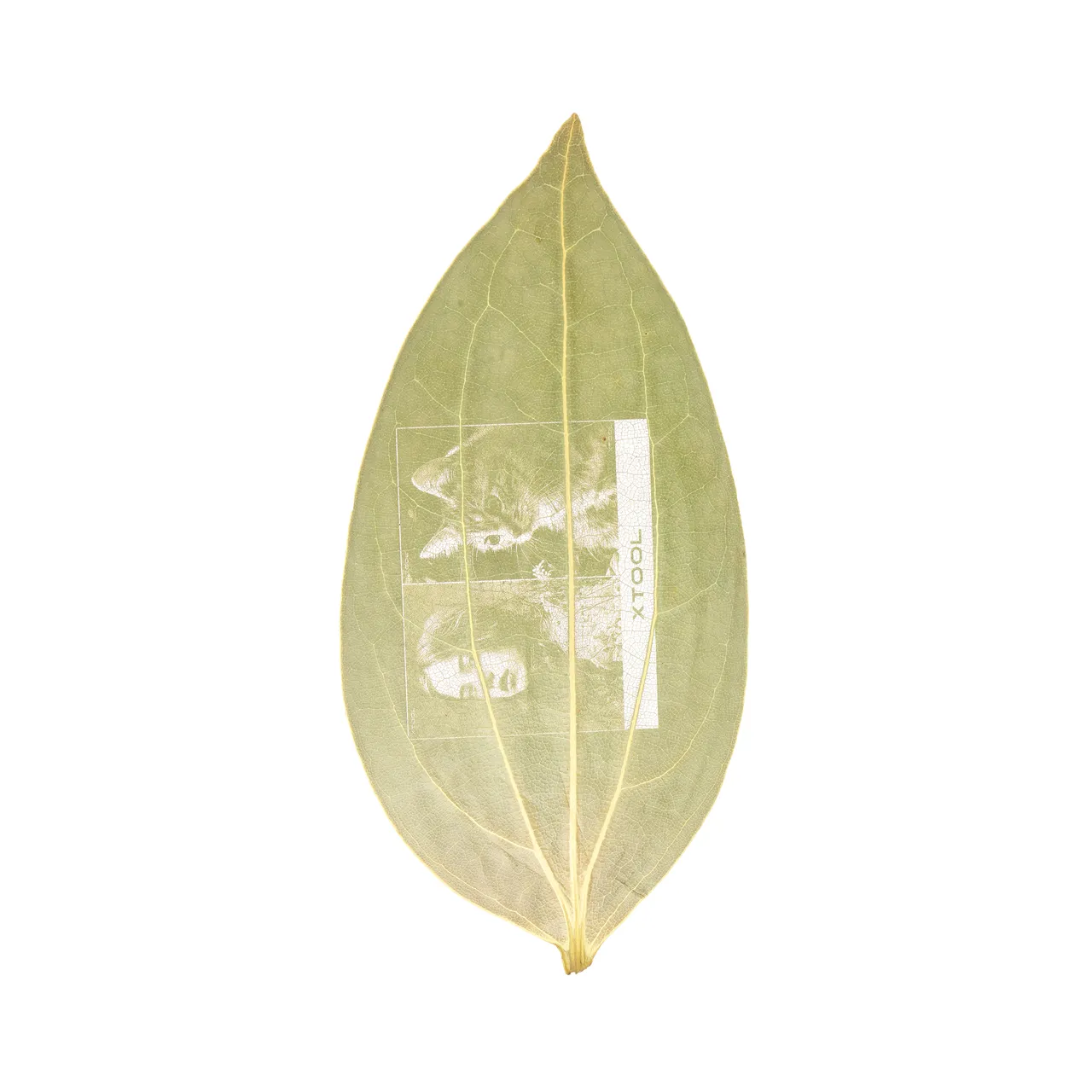 Cinnamon Leaf test grid