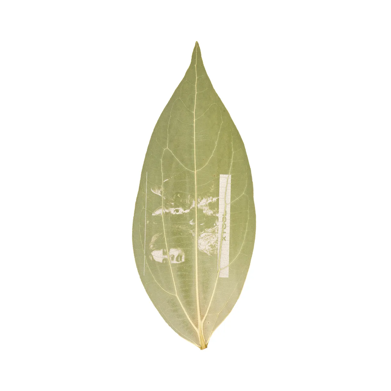 Cinnamon Leaf test grid