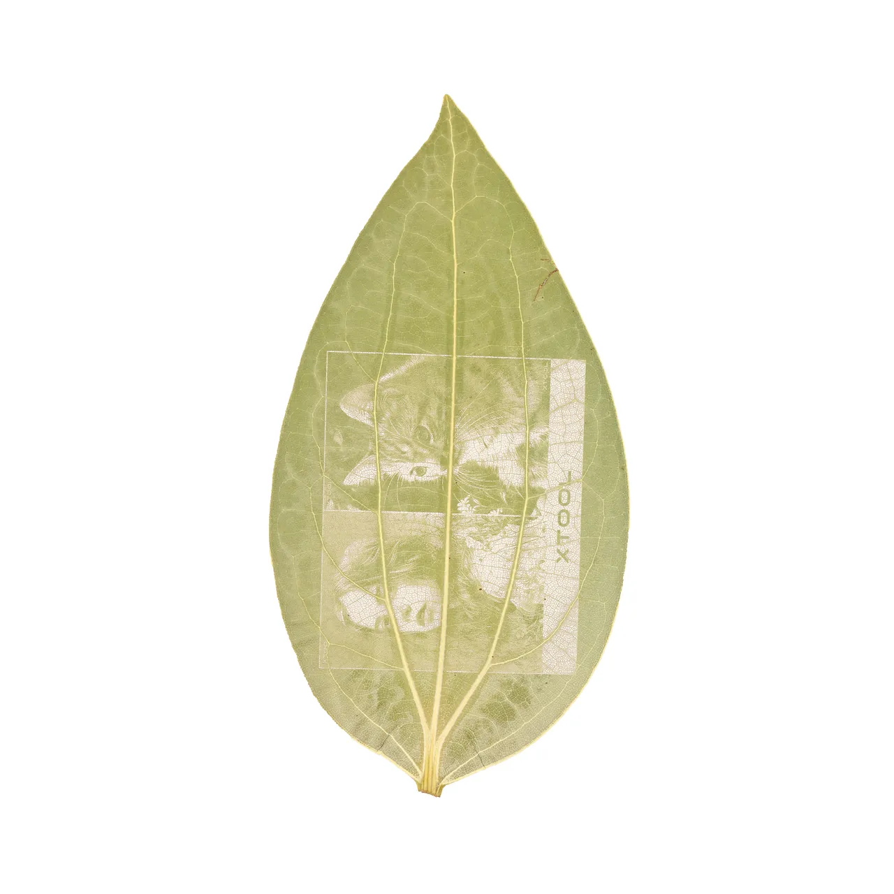 Cinnamon Leaf test grid