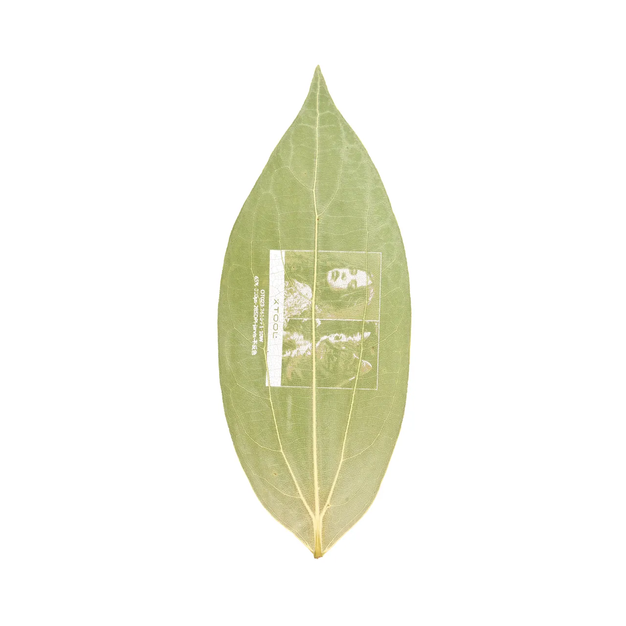 Cinnamon Leaf test grid