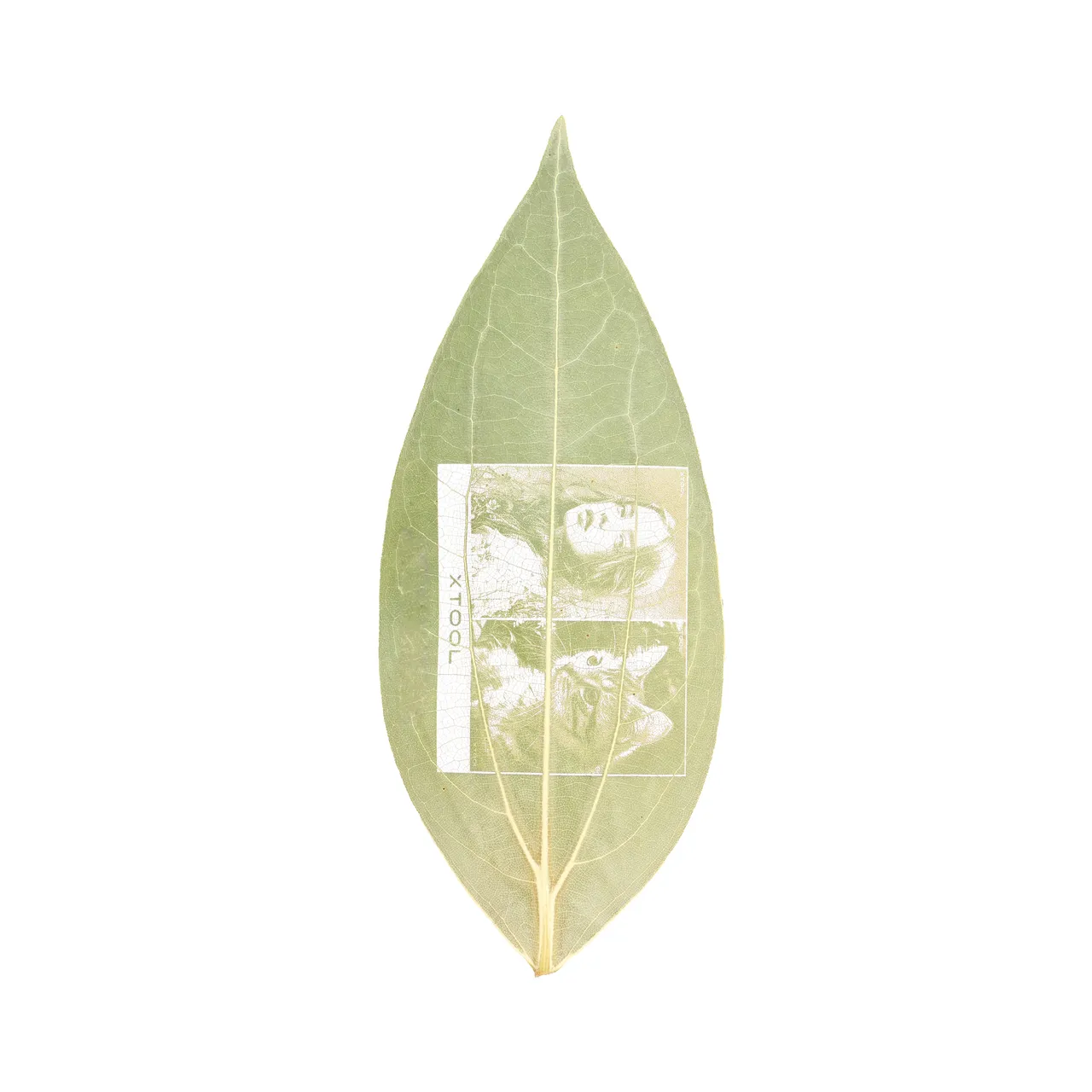Cinnamon Leaf test grid