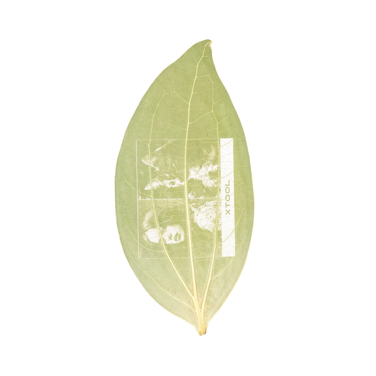 Cinnamon Leaf test grid