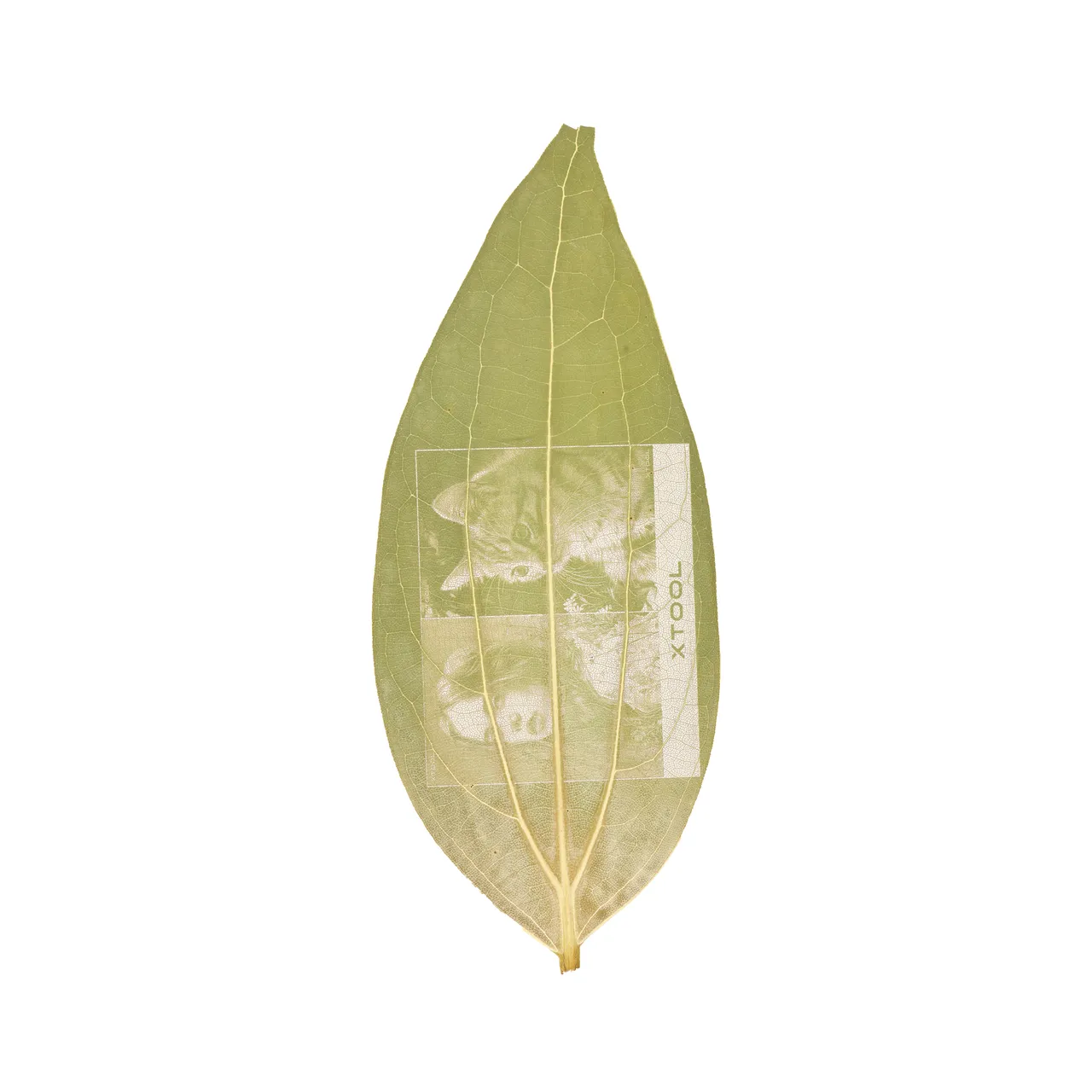 Cinnamon Leaf test grid